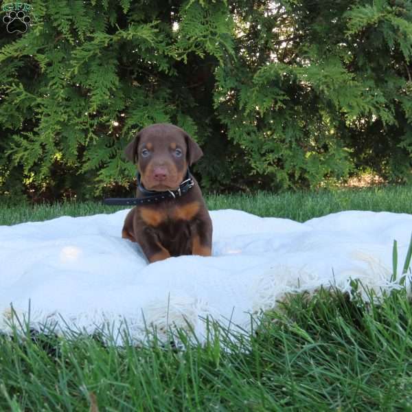 Maverick, Doberman Pinscher Puppy